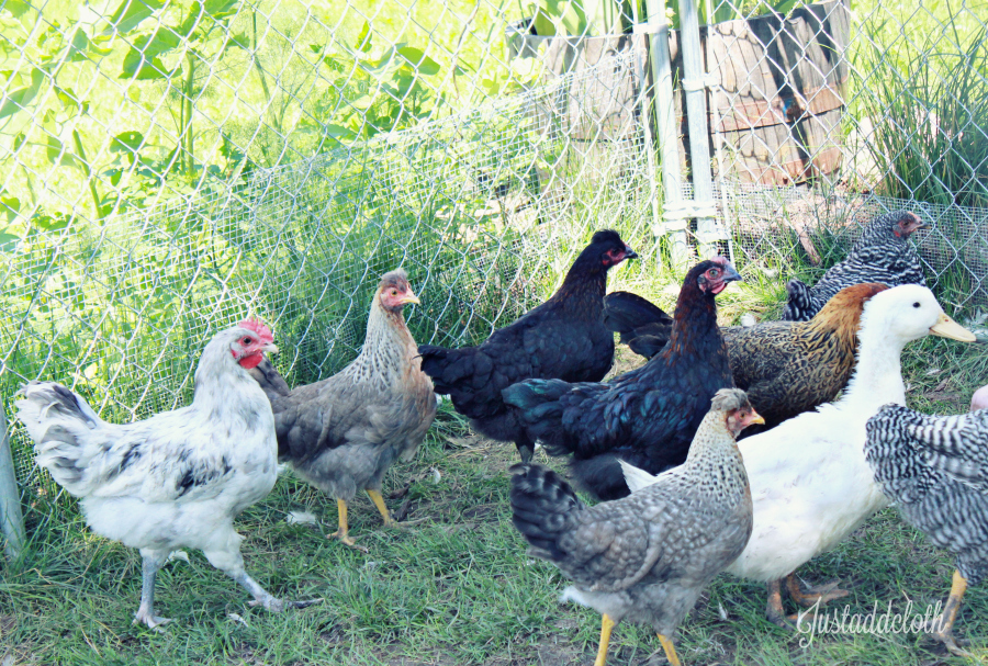 10 week old chickens