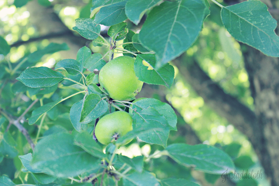 apples in july