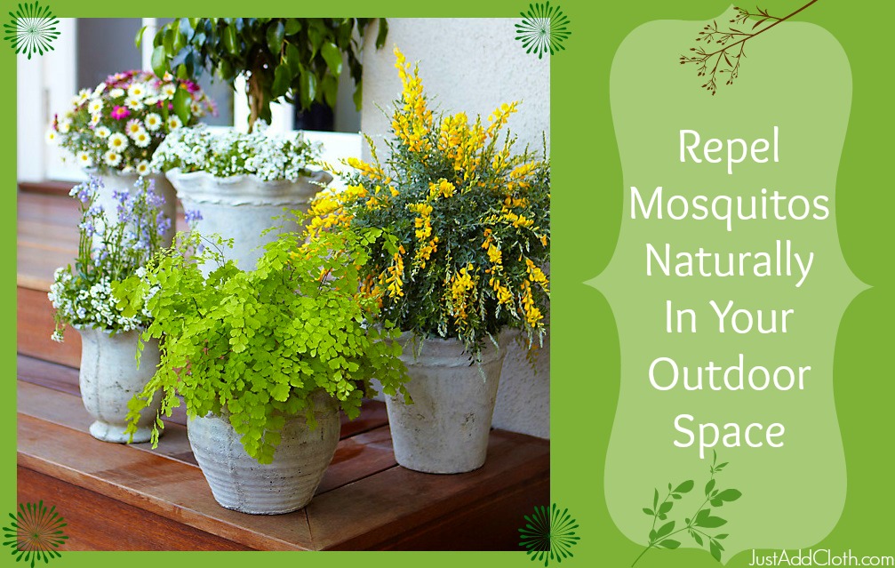 Repel Mosquitoes Naturally with Plants